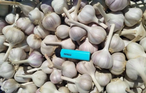 Продам часник домашній