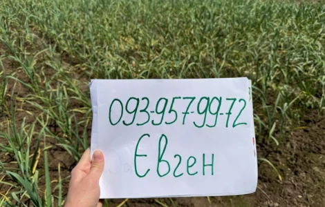 Часник «Любаша» предзамовлення