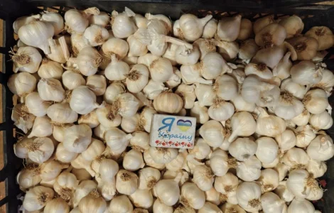 Продам чеснок ярый