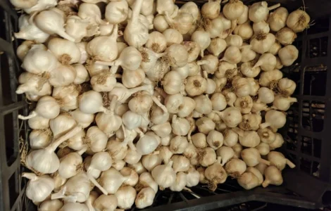 Чеснок яровой сочинский 56