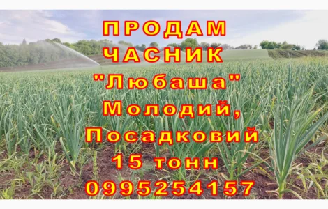 15 тонн ПРОДАМ ЧАСНИК Любаша Молодий Посадковий Товарний Озимий Чеснок Garlic