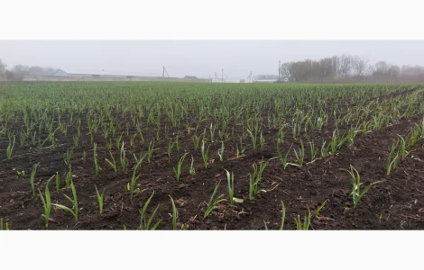 Продам часник