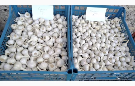 Продам Озимий Часник сорту: Китайський білий