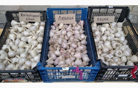 Продам Озимий Часник сорту: Китайський білий