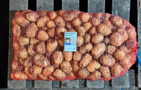 Насіннєва картопля «Прада»