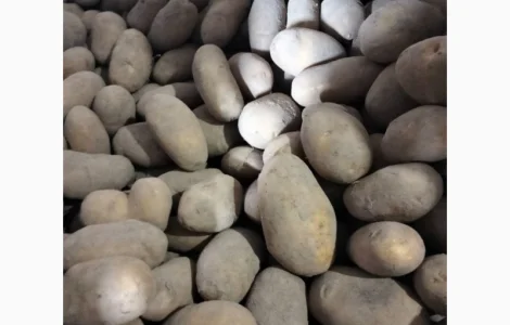 Куплю Картоплю Дорого. Закуповуємо картоплю