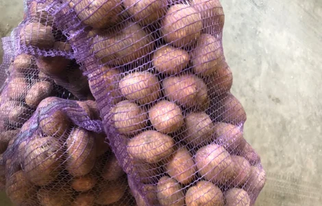 Продам товарну картоплю