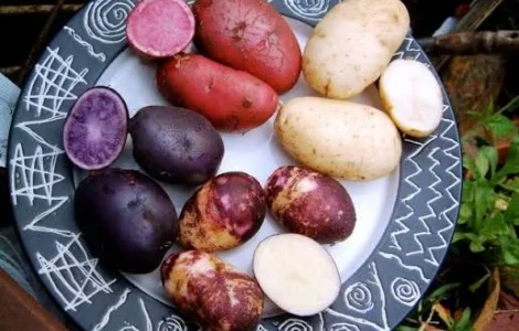 Закуповуємо насіннєву картоплю від 100 т великим оптом