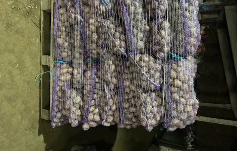 Пропонується товарна картопля сорту Мелодія