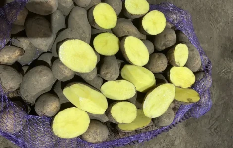 Продам товарну картоплю Мелоді