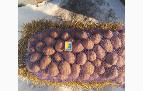 Куплю товарну картоплю від 10 тонн по 7 гривень в Полтаві