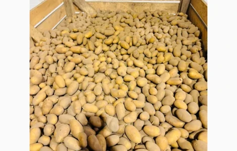 Продаж посадкової картоплі