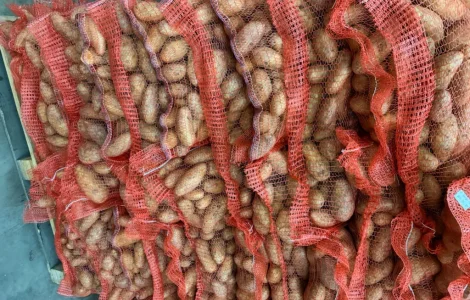 В продажі картопля Гранада