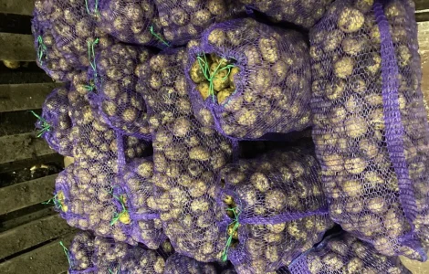 Продам семена Ривьера