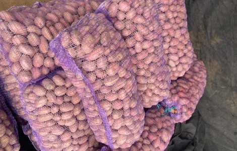 Продам посадкову картоплю Есмі