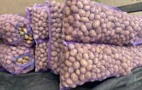 Продам посадкову картоплю Мелоді