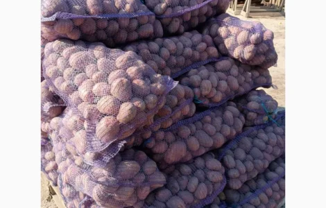 Продаємо товарну картоплю
