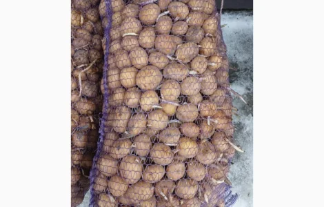 Продам насіннєву картоплю сорт Рів'єра