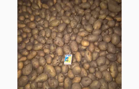 Продам картоплю насіннєву