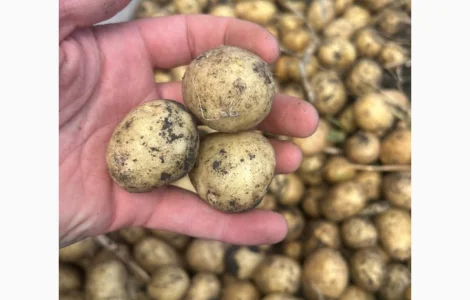 Продам посадочный картофель