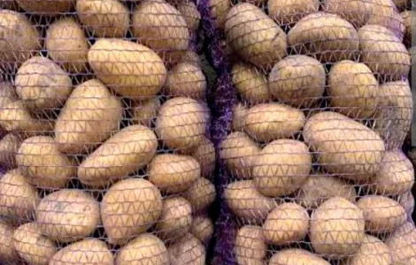 Картопля сорт коннект