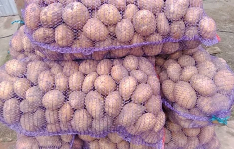 Картопля сорту Коннект у продажу