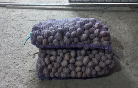 Продається посадкова картопля сорт Балтик Роуз