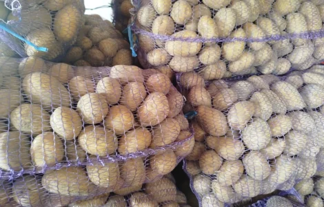 Пропонується товарна жовта картопля