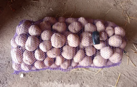 Продам товарну картоплю