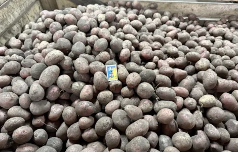 Продается семенная картошка сорта «Алюєт»