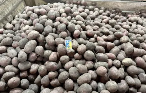 Продаємо насіннєву картоплю