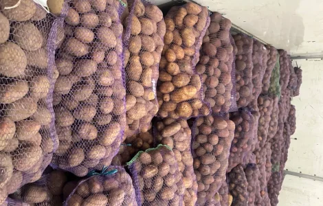 Продам картоплю і моркву