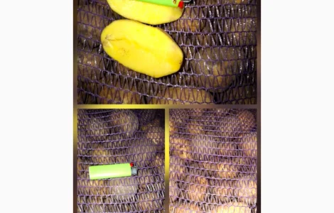 Картопля Посадкова Константа - продажа