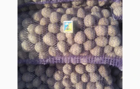 Насіння картоплі сорт: Белароса, Королева Анна