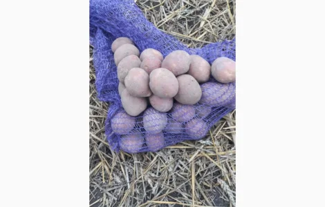 Насінева картопля сорт:Королева Анна