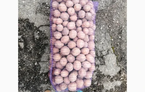 Продам нассінневу картоплю сорту белароса