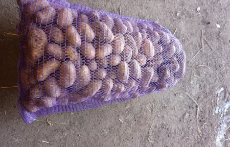 Продам нассінневу картоплю сорту гранада