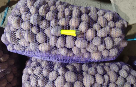 Картофель товарный Белороса