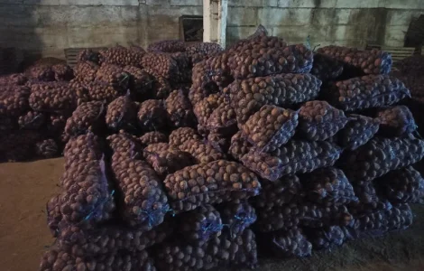 Картошка сорт Гренада