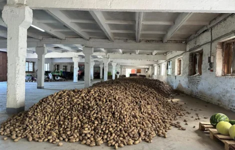 Насіннєва картопля