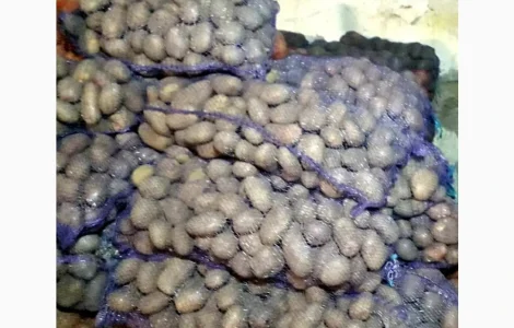 Продам картоплю