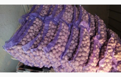 Продам насиневу картошку Белароссу