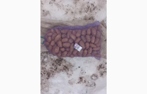 Продам картоплю сорт белороса