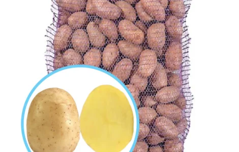 Реалізуємо насіннєву картоплю сорту Мелоді