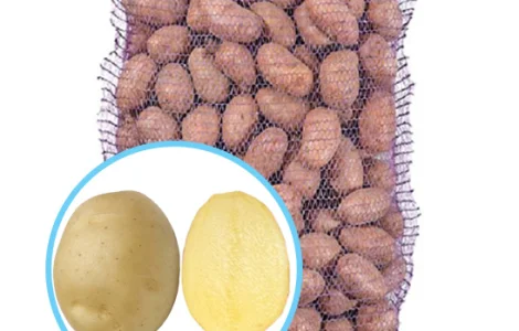 Реалізуємо насіннєву картоплю сорту Сіфра