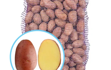 Реалізуємо насіннєву картоплю сорту Ред Леді