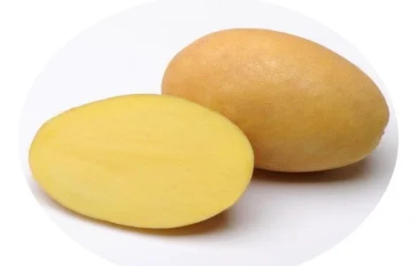 Реалізуємо насіннєву картоплю сорту Сюзанна