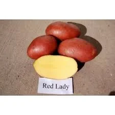 Посадкова картопля Ред Леді Чернівецька область купити вигідно