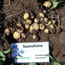 Посадкова картопля Саншайн Львівська область купити з доставкою