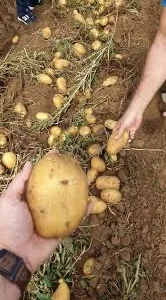 Купити насіннєву картоплю Саншайн у Вінниці вигідно